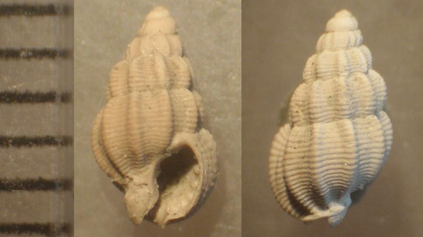 Nassarius.... serraticosta ??? (Bronn, 1831)